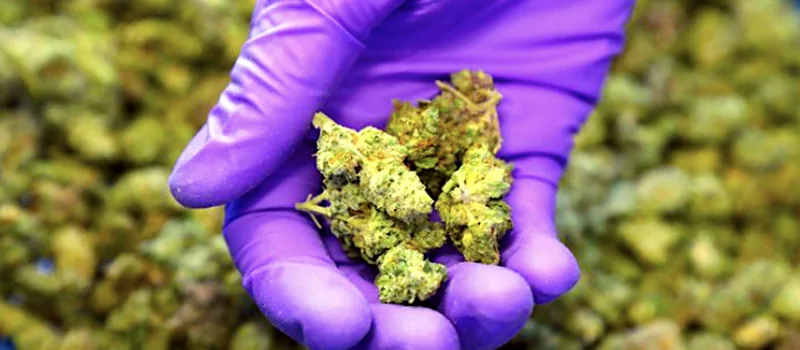 Administration Takes Step That Could Threaten Marijuana Legalization addiction recovery ebulletin pot threat