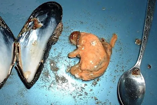Mussels test positive for opioids in Seattle’s Puget Sound addiction recovery ebulletin mussels test opioids positive