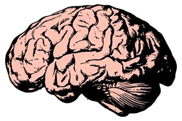 Addiction behaviors tied to specific impairments in six brain networks addiction recovery ebulletin brain network