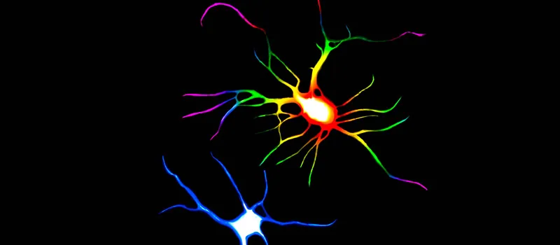 Psychedelic Drugs May Change the Structure of Brain Cells addiction recovery ebulletin psychedelic drugs brain cells