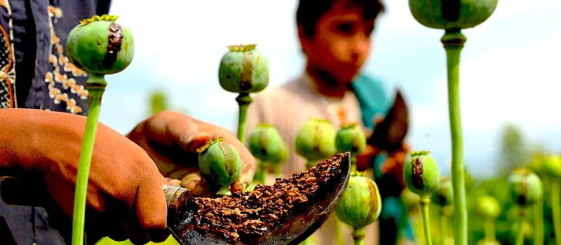 UNITED NATIONS REPORT 2018: opioid crisis, prescription drug abuse expands; cocaine and opium hit record highs addiction recovery ebulletin united nations report on drugs