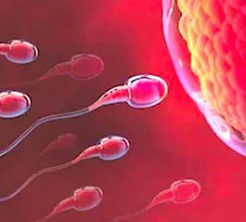 Spermageddon: Fears over human survival – study finds quality of men’s sperm plunging due to junk food addiction recovery ebulletin sperm and junk food 2