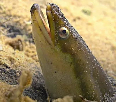 Eels in Thames become hyperactive after Londoners on cocaine pee in waste water addiction recovery ebulletin eels on cocaine
