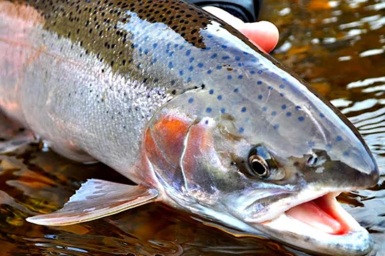 Seattle Salmon Found To Contain Cocaine, Antidepressants, And Pain Relievers addiction recovery ebulletin drugs found in fish