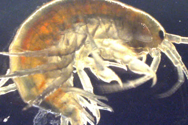 Traces of Cocaine Detected in U.K. Shrimp addiction recovery ebulletin cocaine shrimp uk