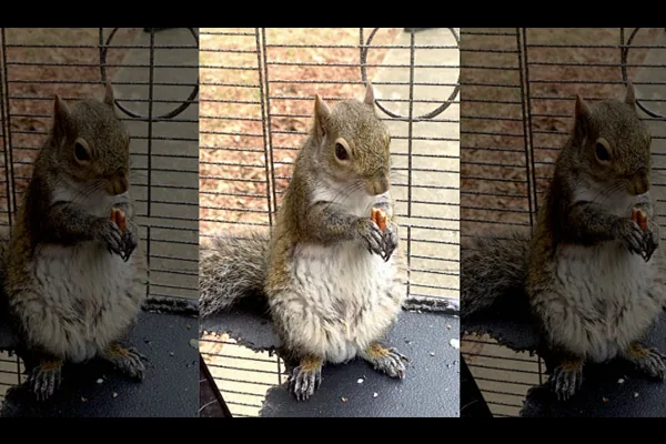 Meth-fueled attack squirrel, or beloved pet? addiction recovery ebulletin meth squirrel2