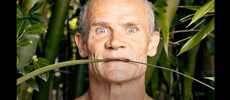 Flea Had a Wild Life. Then He Joined Red Hot Chili Peppers. addiction recovery ebulletin flea wild life