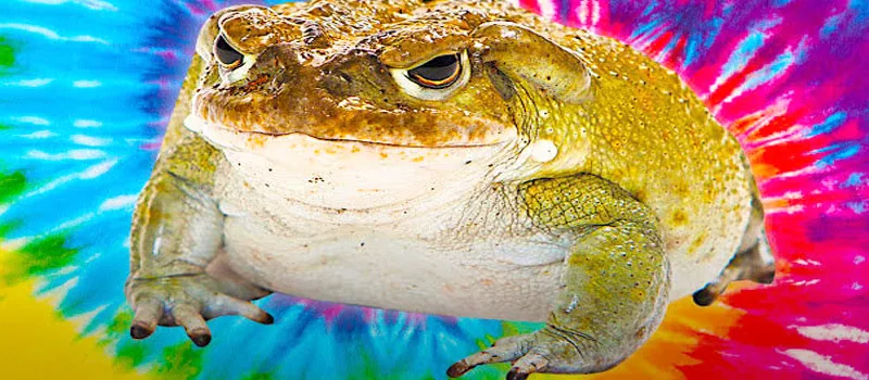 Toad Venom Big Hit Among Psychedelic New Yorkers addiction recovery ebulletin toad venom