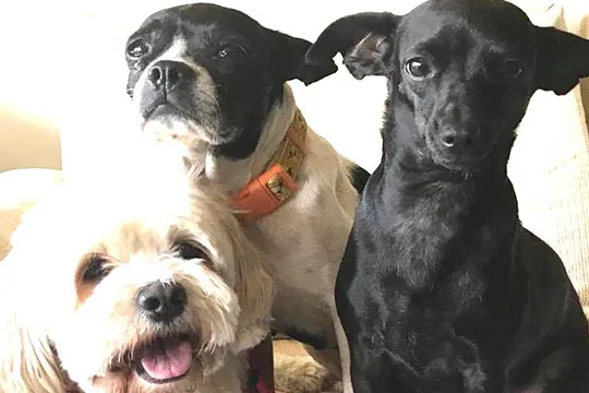 Yelling at Your Dogs Ruins Their Lives addiction recovery ebulletin yelling at dogs