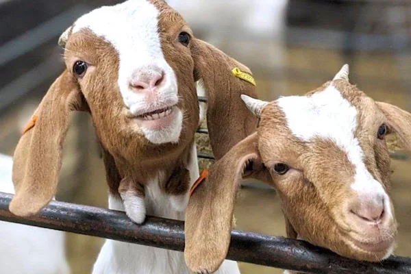 ‘Insane’ success of goat Zooms nets £50k