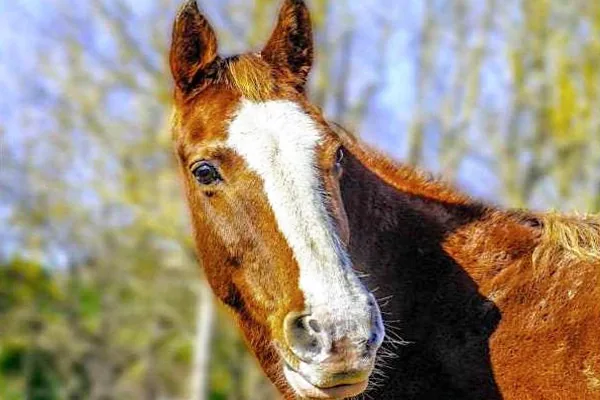 Veterans with PTSD Can Benefit From Equine Assisted Therapy