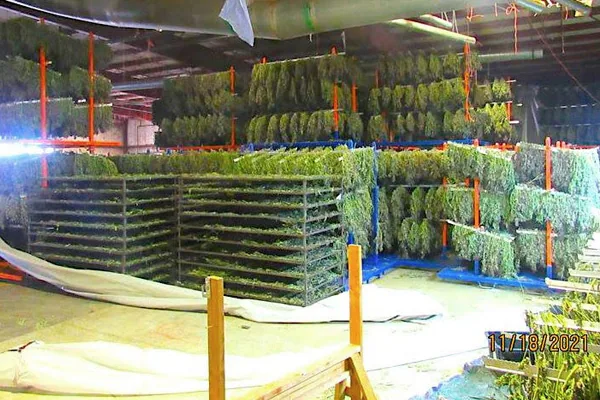 ‘Epic’ Oregon Seizure of Marijuana in 6 Staggering Photos