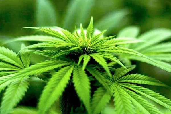 Teens and Young Adults Increasingly Using Alcohol and Cannabis Together