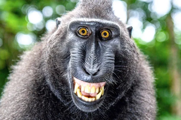 New Treatment for Alcoholism in Monkeys