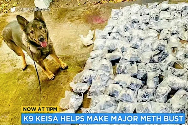 K-9 Hero Saves the Day