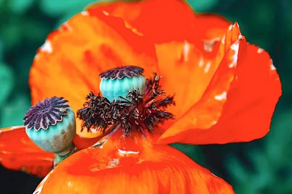 He Brewed Poppy Tea For His Chronic Pain That Led To His Opioid Addiction
