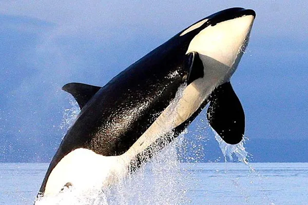 Orcas Sink Another Boat, Behavior Is Spreading