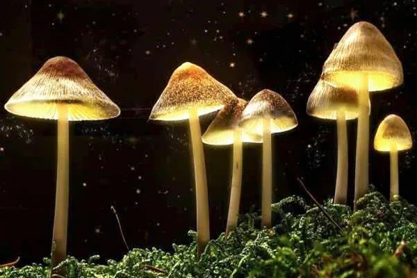 Use of Non-LSD Hallucinogens Increasing