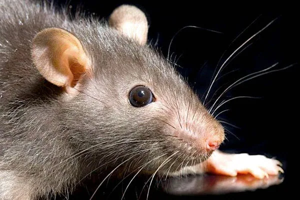 ‘They’re All High’: Police Say Rats Can’t Stop Eating Marijuana