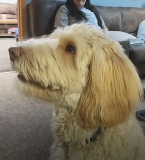 Therapy Dog Helping Women Overcome Addiction
