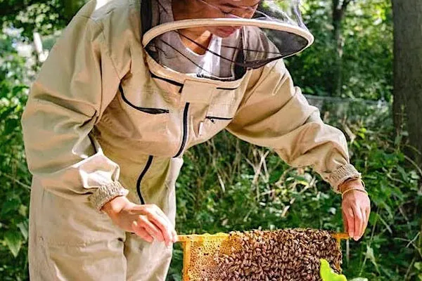 Woman Finds Sobriety In Beekeeping