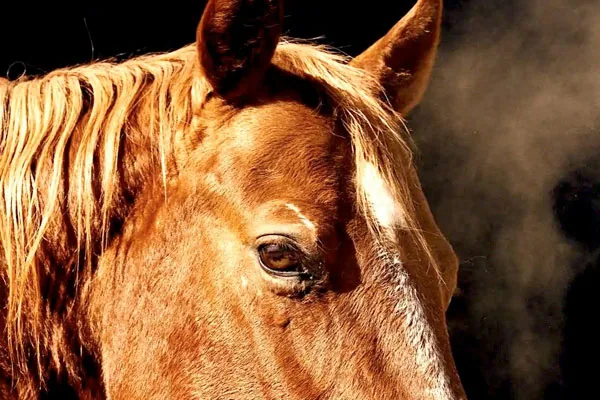He Thought He Knew Horses. Then He Learned to Really Listen.