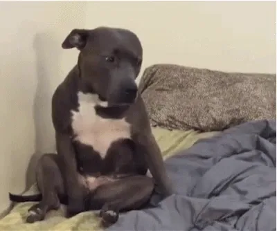 Puppy Revived After Overdose – Owner Charged