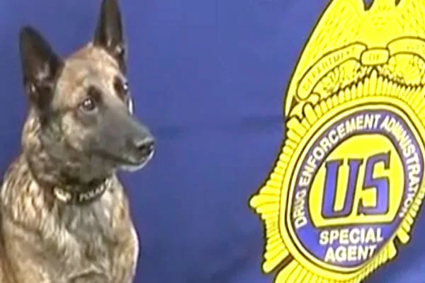 Canine Exposed During Major Fentanyl Bust in Bronx