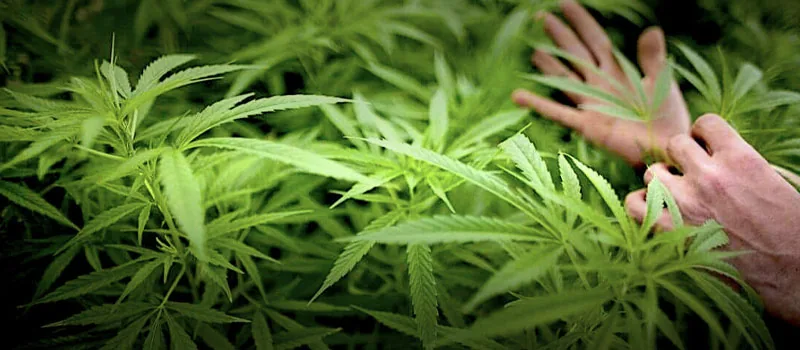 Gov. Newsom Announces $227M to Combat Cannabis Activity & Protect California Communities